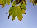 Autumnal colored maple leaf on a blue sky Royalty Free Stock Photo