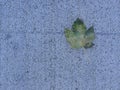 Autumnal colored maple leaf on a blue street Royalty Free Stock Photo