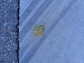 Autumnal colored maple leaf on a blue street floor Royalty Free Stock Photo