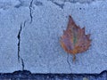 Autumnal colored maple leaf on a blue street floor Royalty Free Stock Photo