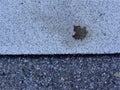 Autumnal colored maple leaf on a blue street floor Royalty Free Stock Photo