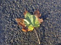 Autumnal colored maple leaf on a blue street floor Royalty Free Stock Photo