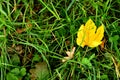 Autumnal colored maple leaf in a green meadow Royalty Free Stock Photo