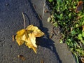 Autumnal colored maple leaf with seeds on a street