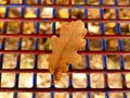 Autumnal colored oak leaf in back light on a grid of a seat Royalty Free Stock Photo