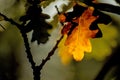 Autumnal colored oak leaf in back light Royalty Free Stock Photo
