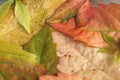 Autumnal colorful fallen leaves detail Royalty Free Stock Photo