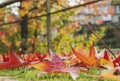 Autumnal colorful fallen leaves Royalty Free Stock Photo