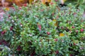 Autumnal colorful green leaves of red billberry bush with fully ripened berries, whortleberry. Vaccinium vitis idaea