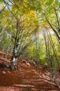Autum paht in a beech forets Royalty Free Stock Photo