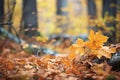 autumnal colors in a broadleaf forest