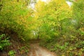 Autumnal colors with forest road and trees bushes Royalty Free Stock Photo