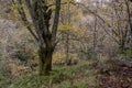 Autumnal colours in a chestnut grove Royalty Free Stock Photo