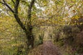 Autumnal colours in a chestnut grove Royalty Free Stock Photo