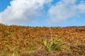 North Uist Landscape