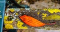 Autumnal colours fall leaf moss algae on park bench