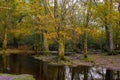 Autumnal colours in the forest.