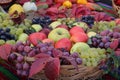 Autumnal concept with variety of fruit in a basket shot outdoor Royalty Free Stock Photo