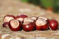 Autumnal conker collection from a forest.