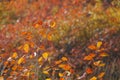 Autumnal Cotinus coggygria forest