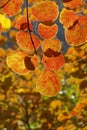 Autumnal Cotinus coggygria forest