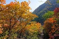 Autumnal Cotinus coggygria forest Royalty Free Stock Photo