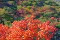 Autumnal Cotinus coggygria forest