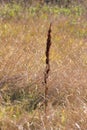 Autumnal curly dock brown closeup view with selective focus on foreground Royalty Free Stock Photo