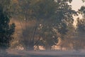 Autumnal dawn over rural meadows. Royalty Free Stock Photo