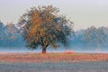 Autumnal dawn over rural meadows.