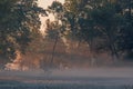 Autumnal dawn over rural meadows. Royalty Free Stock Photo