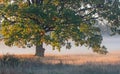 Autumnal dawn over rural meadows.