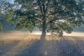 Autumnal dawn over rural meadows. Royalty Free Stock Photo