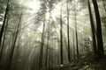 autumnal deciduous forest in the sunshine foggy weather branches of beech trees backlit by morning sun dense fog and sunlight Royalty Free Stock Photo