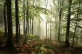 autumnal deciduous forest in the sunshine foggy weather branches of beech trees backlit by morning sun dense fog and sunlight Royalty Free Stock Photo