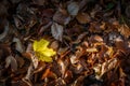 Autumnal deciduous soil