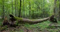 Autumnal deciduous stand with dead tree Royalty Free Stock Photo