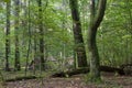 Autumnal deciduous stand with dead tree Royalty Free Stock Photo