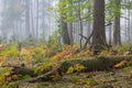 Autumnal deciduous stand with dead tree Royalty Free Stock Photo