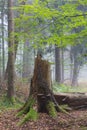 Autumnal deciduous stand with dead tree Royalty Free Stock Photo