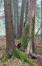 Autumnal deciduous stand with dead tree Royalty Free Stock Photo