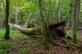 Autumnal deciduous stand with dead tree Royalty Free Stock Photo