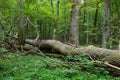 Autumnal deciduous stand with dead tree Royalty Free Stock Photo