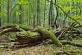 Autumnal deciduous stand with dead tree Royalty Free Stock Photo