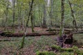 Autumnal deciduous stand with rotting wood Royalty Free Stock Photo