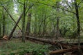 Autumnal deciduous stand with rotting wood Royalty Free Stock Photo