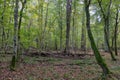 Autumnal deciduous stand with rotting wood Royalty Free Stock Photo