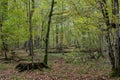 Autumnal deciduous stand with rotting wood Royalty Free Stock Photo