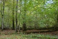 Autumnal deciduous stand with rotting wood Royalty Free Stock Photo