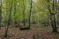 Autumnal deciduous stand with rotting wood Royalty Free Stock Photo